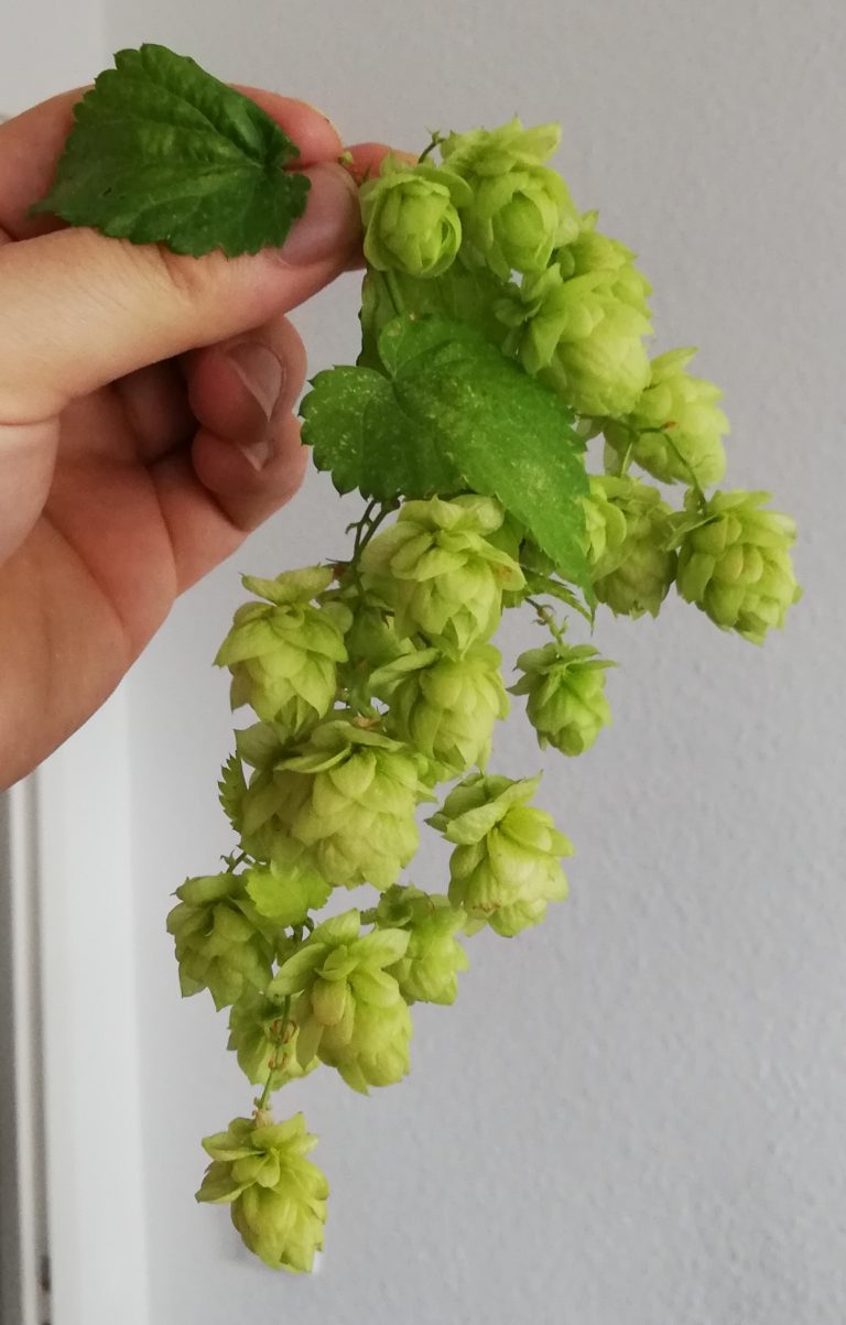 Hopfen-Dolden Sirup